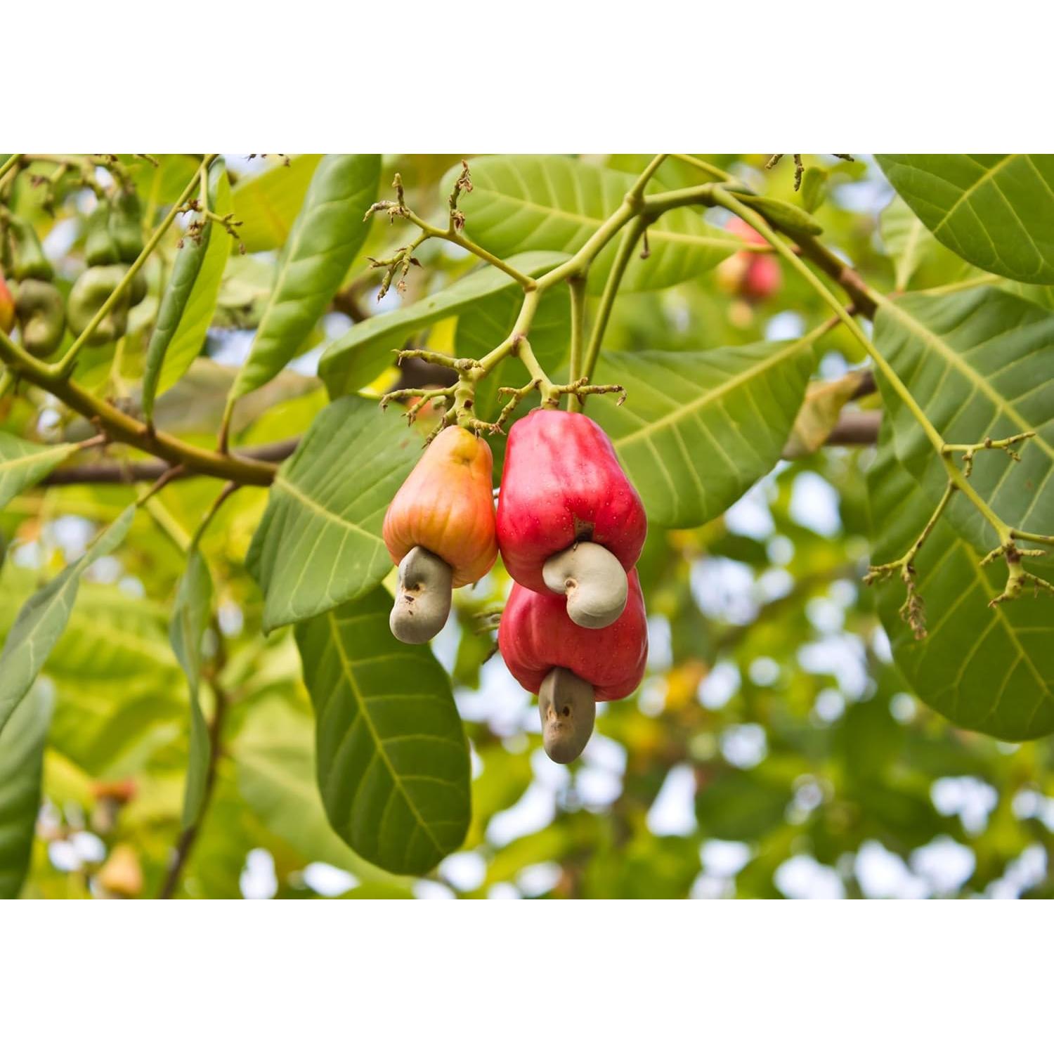 Piezas de Anacardo Food to Live 4.54 kg - Kosher, Crudo, Vegano