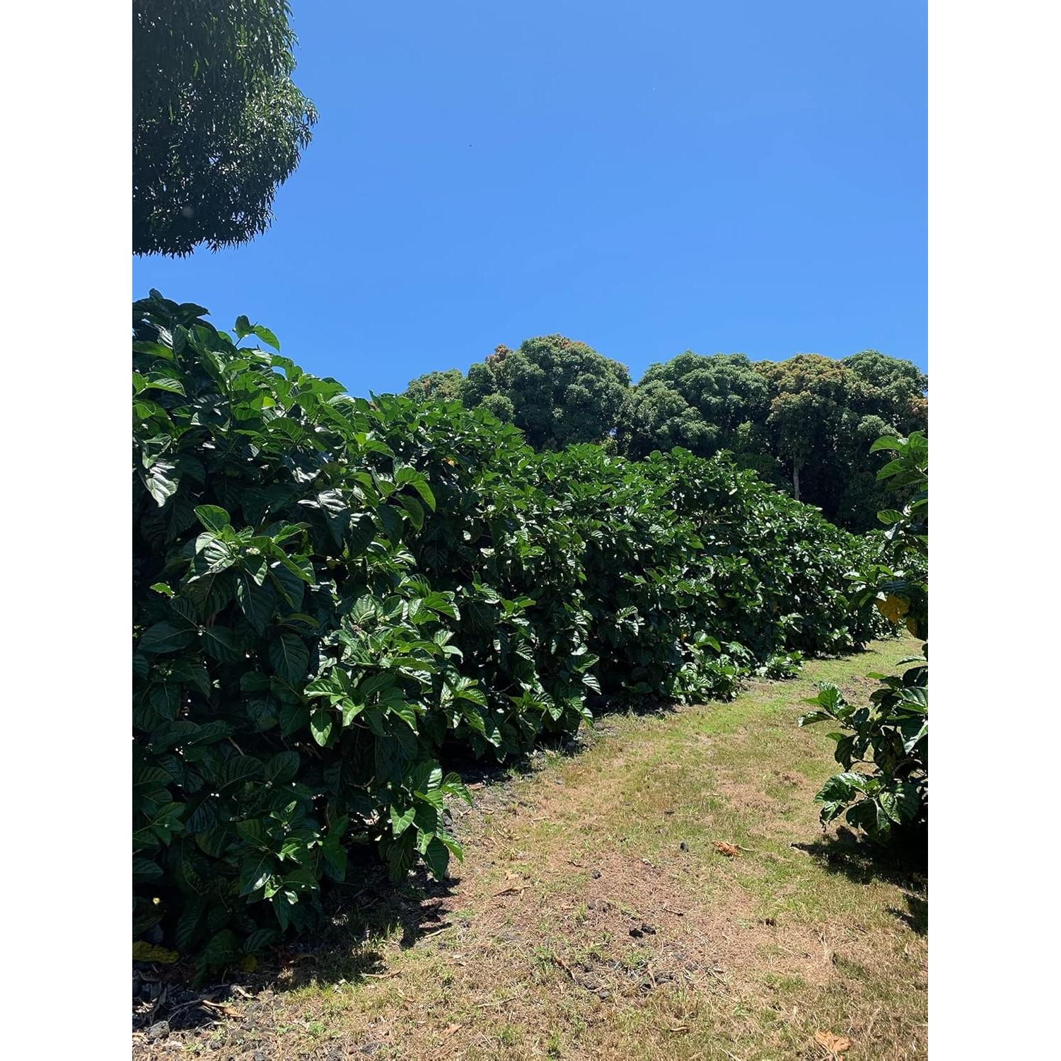 Jugo de Noni Virgen Orgánico 100% - 946ml - Hawaii