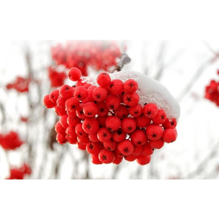 Baya de Rowan Orgánica Pura 500g - Frutas Sorbus commixta Secas