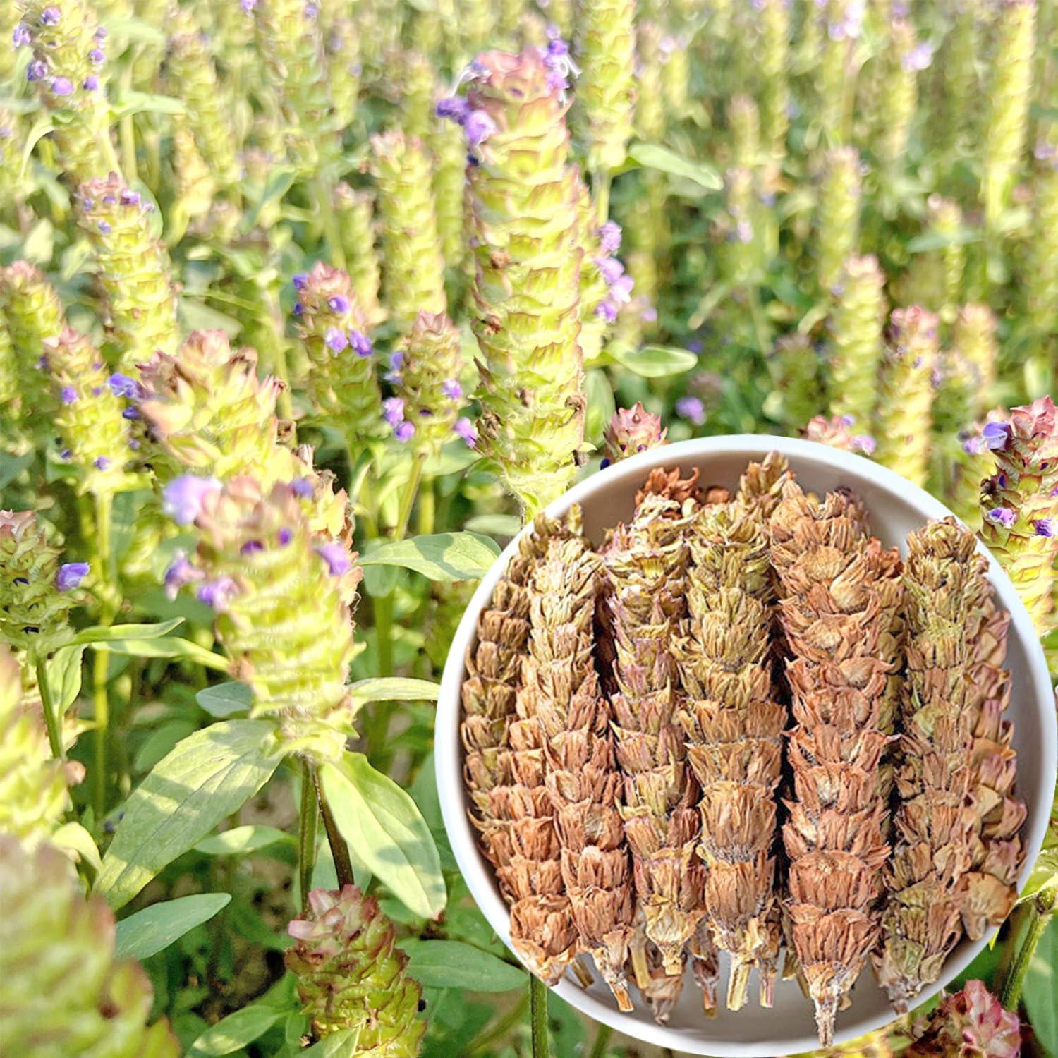 Té de Autocuración Natural Prunella vulgaris 40 Bolsitas