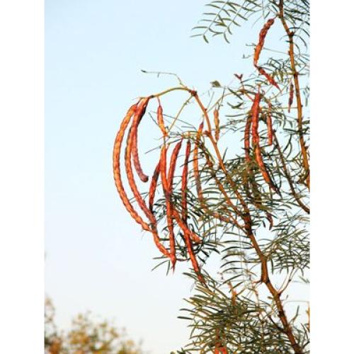 Polvo de Mesquite Crudo Orgánico Raw Power 2x8oz