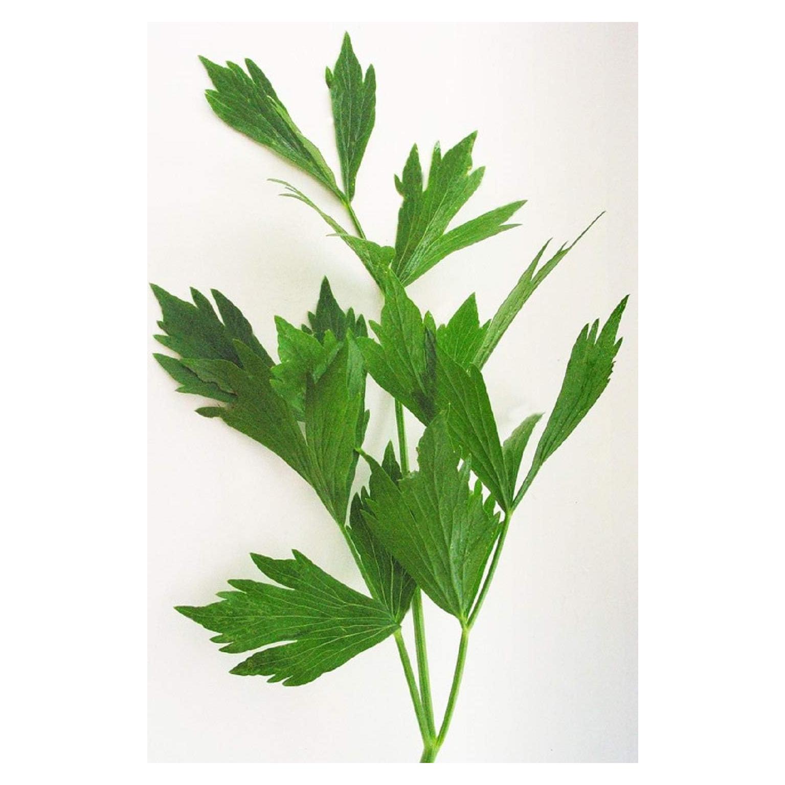 Lovage Herb Seeds - 100 Count Seed Pack- Non-GMO - an herb That Tastes Like Celery, with Undertones of Parsley and a hint of Anise. - Country Creek LLC