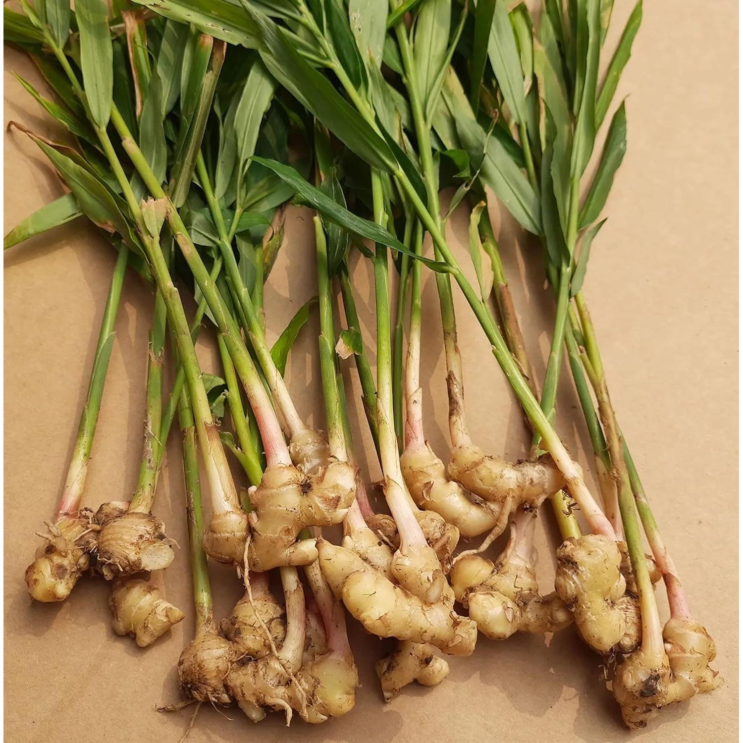 Jengibre Fresco Orgánico Snow Hill del Himalaya 0.91 kg