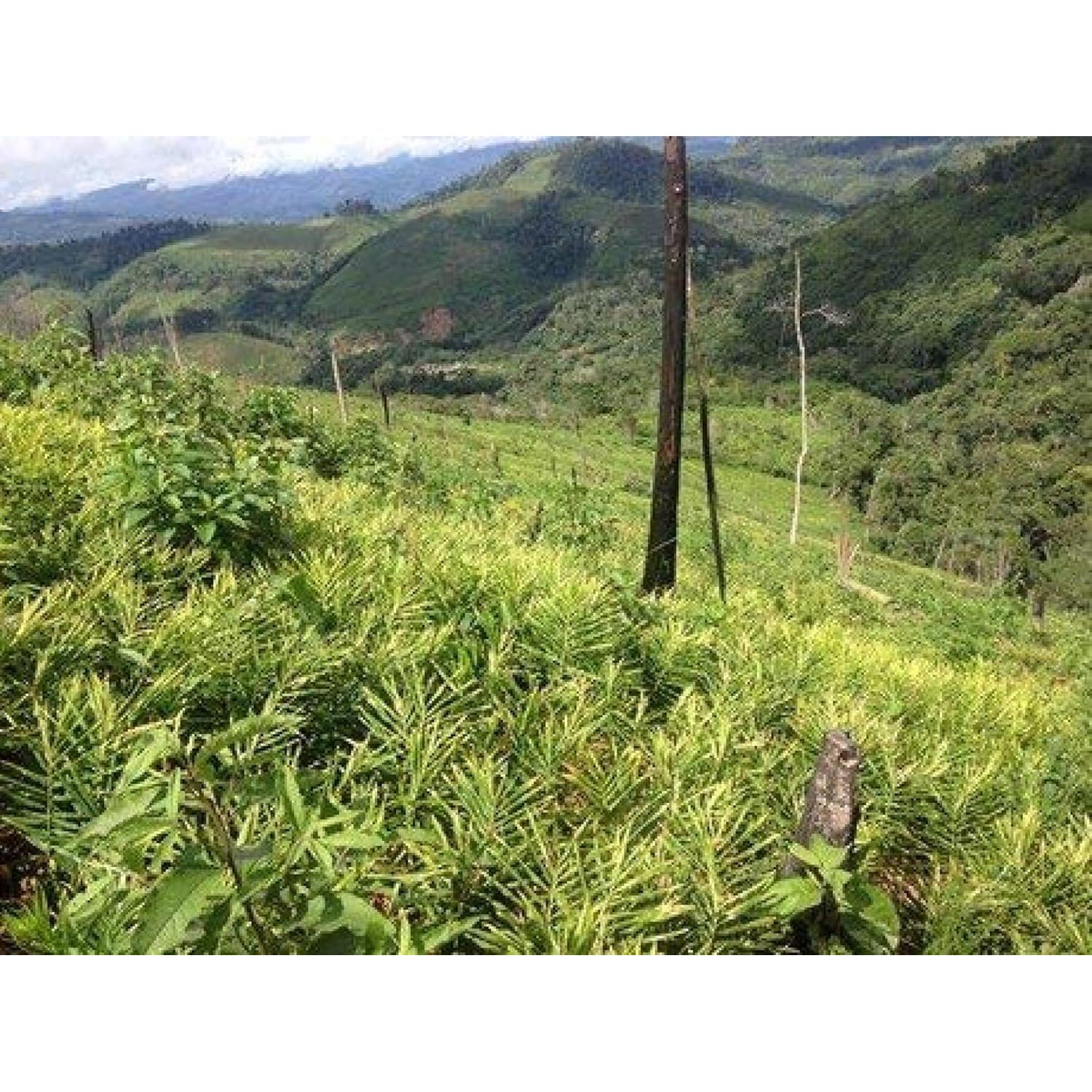 Jengibre Fresco Orgánico Snow Hill del Himalaya 0.91 kg