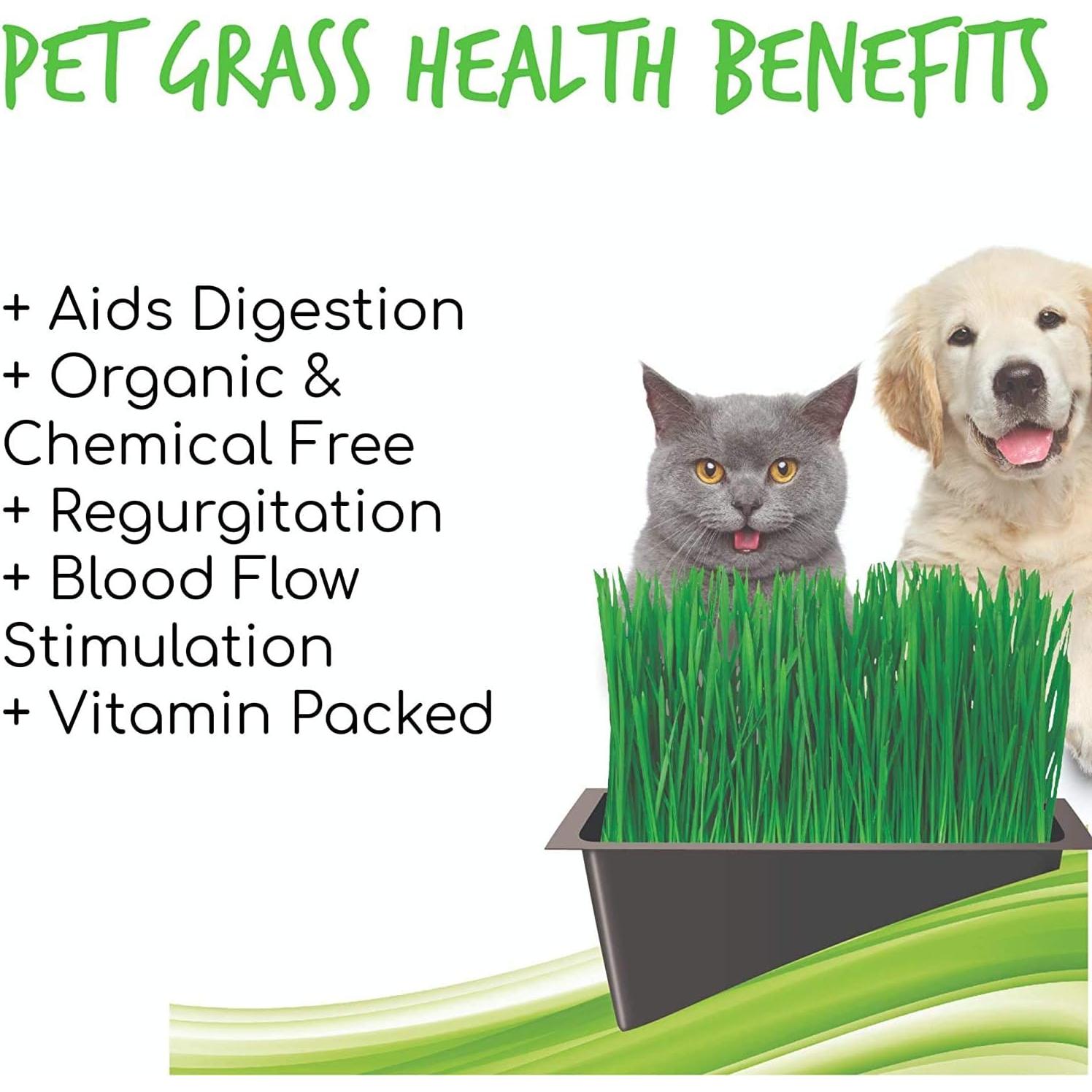 Kit de Hierba Orgánica para Gatos Handy Pantry - 1 Bandeja y Semilla