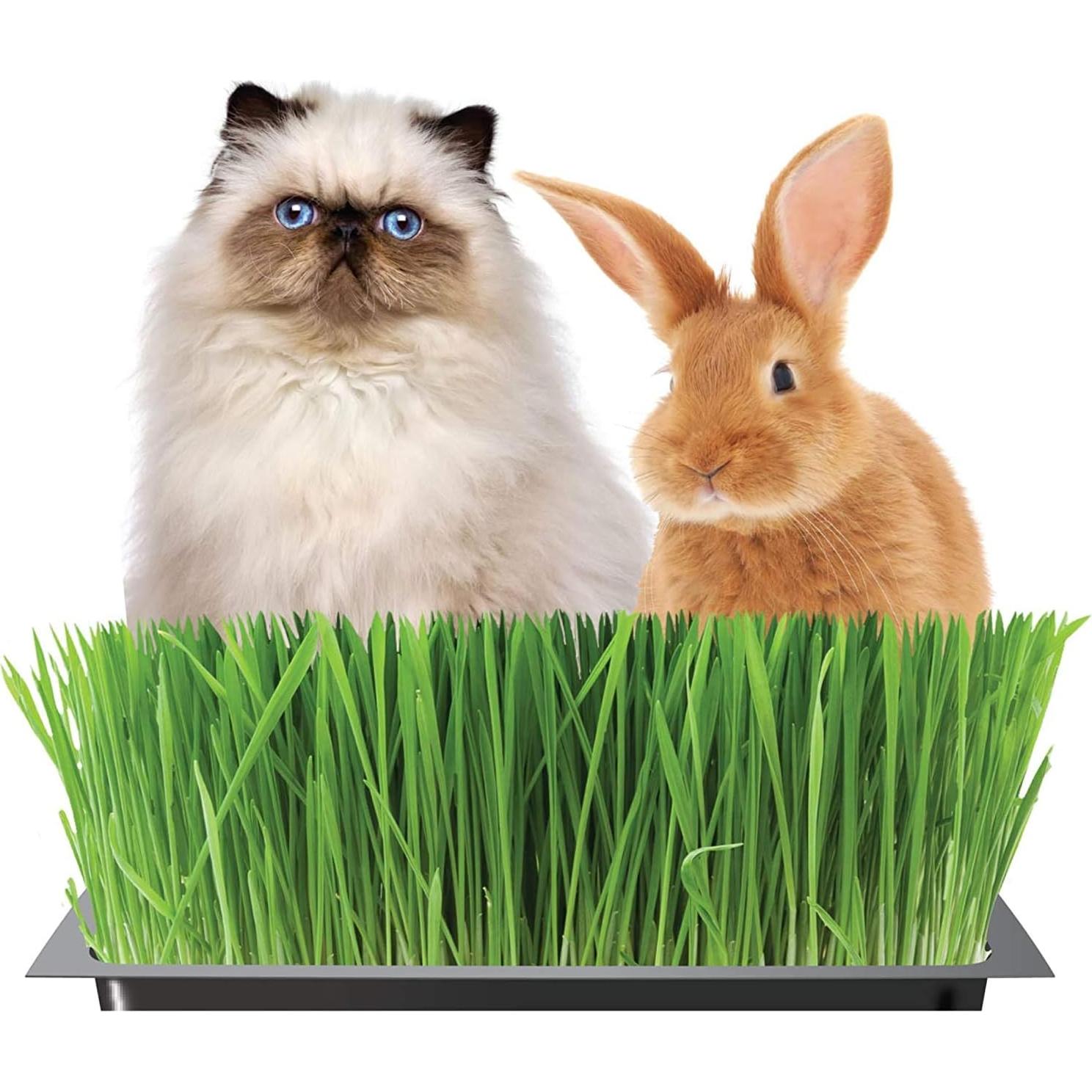 Kit de Hierba Orgánica para Gatos Handy Pantry - 1 Bandeja y Semilla