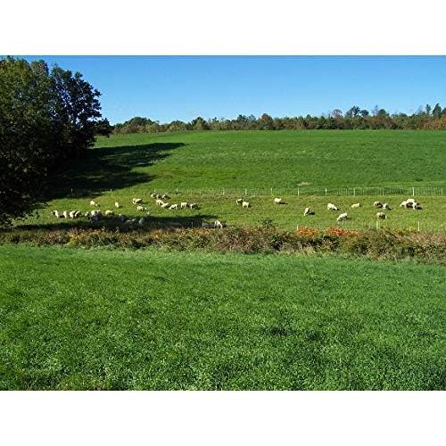 Cápsulas de Placenta de Cabra Dragon Herbs 500 mg - 60 Unidades