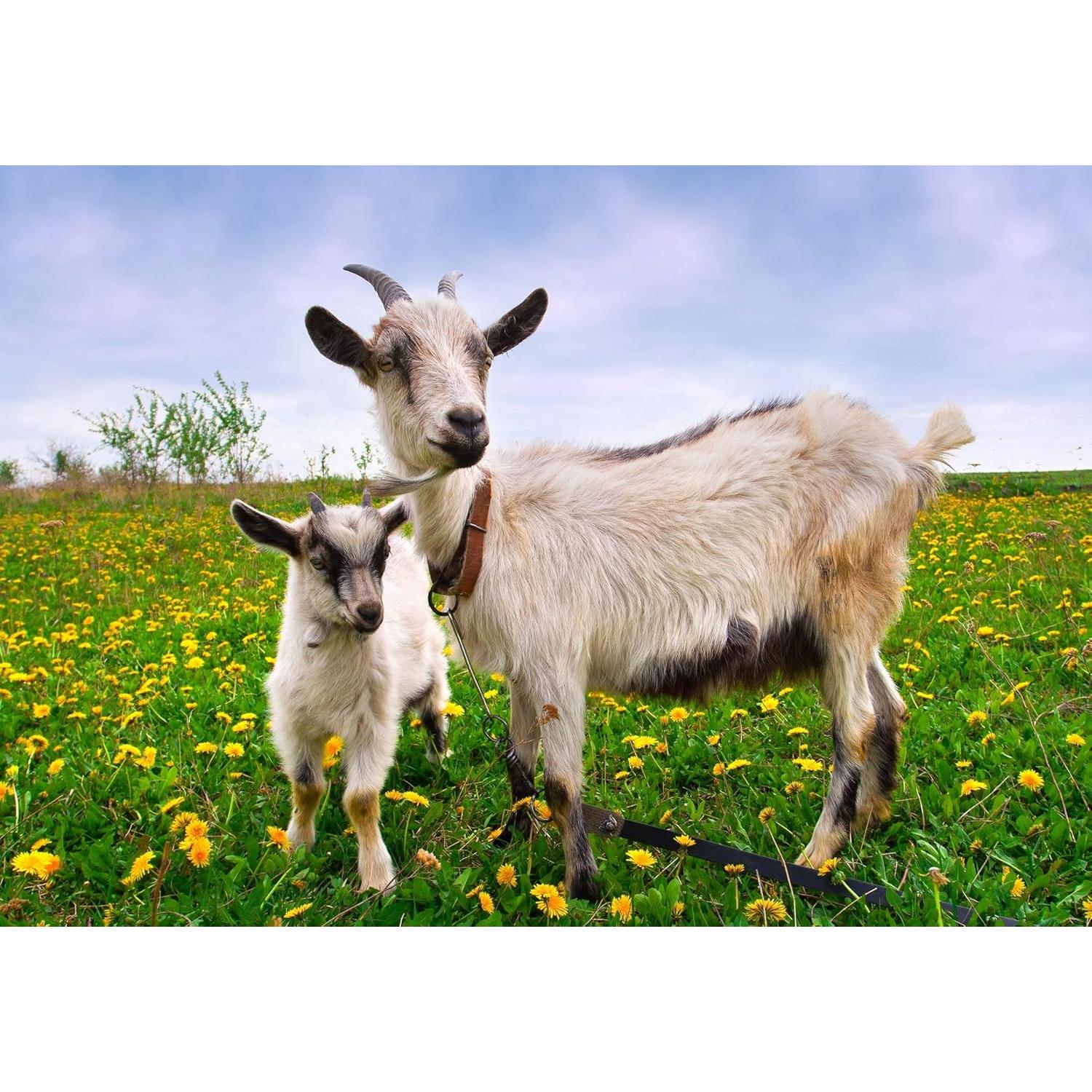 Cápsulas de Placenta de Cabra Dragon Herbs 500 mg - 60 Unidades