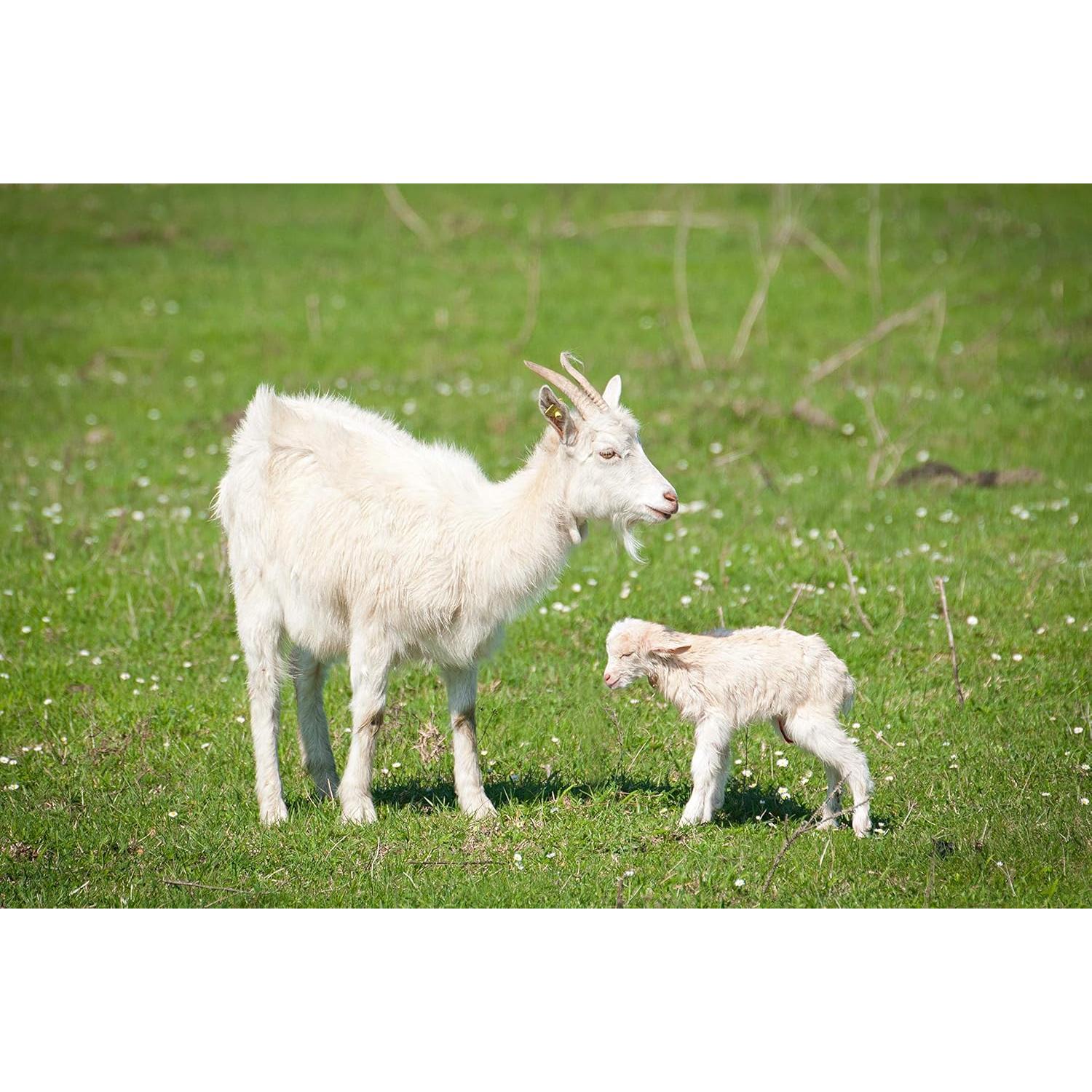 Cápsulas de Placenta de Cabra Dragon Herbs 500 mg - 60 Unidades