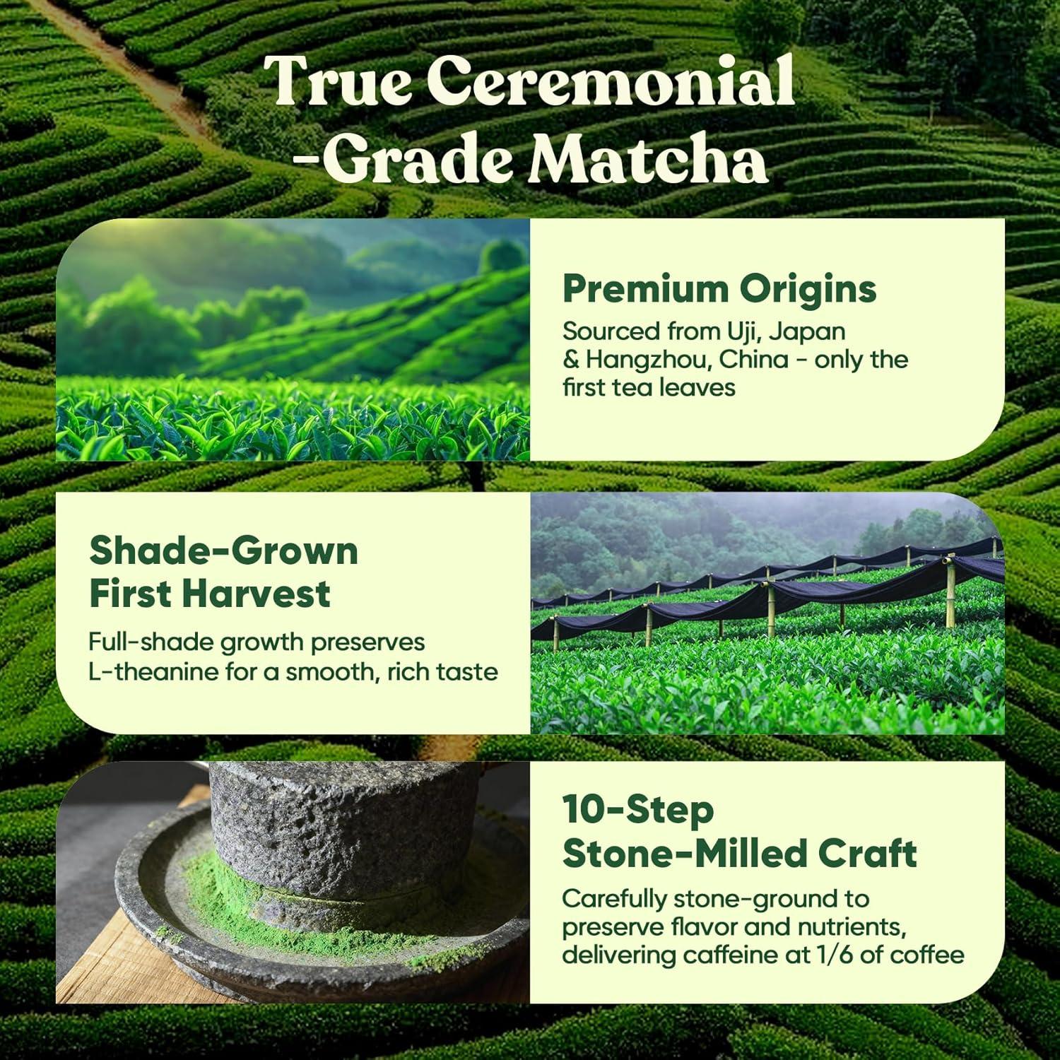 Matcha Ceremonial Venture Pal 165g con 12 Superfoods y Probioticos