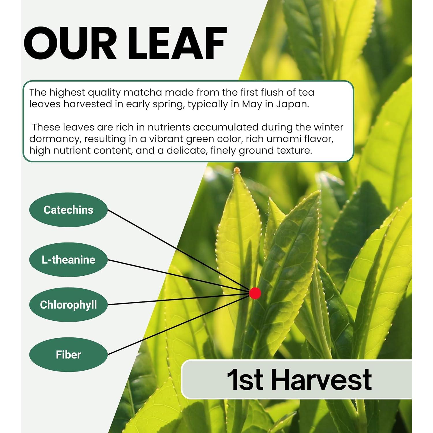 Matcha Ceremonial Japonés Matcharl 40g - Mezcla TARO Sin Gluten