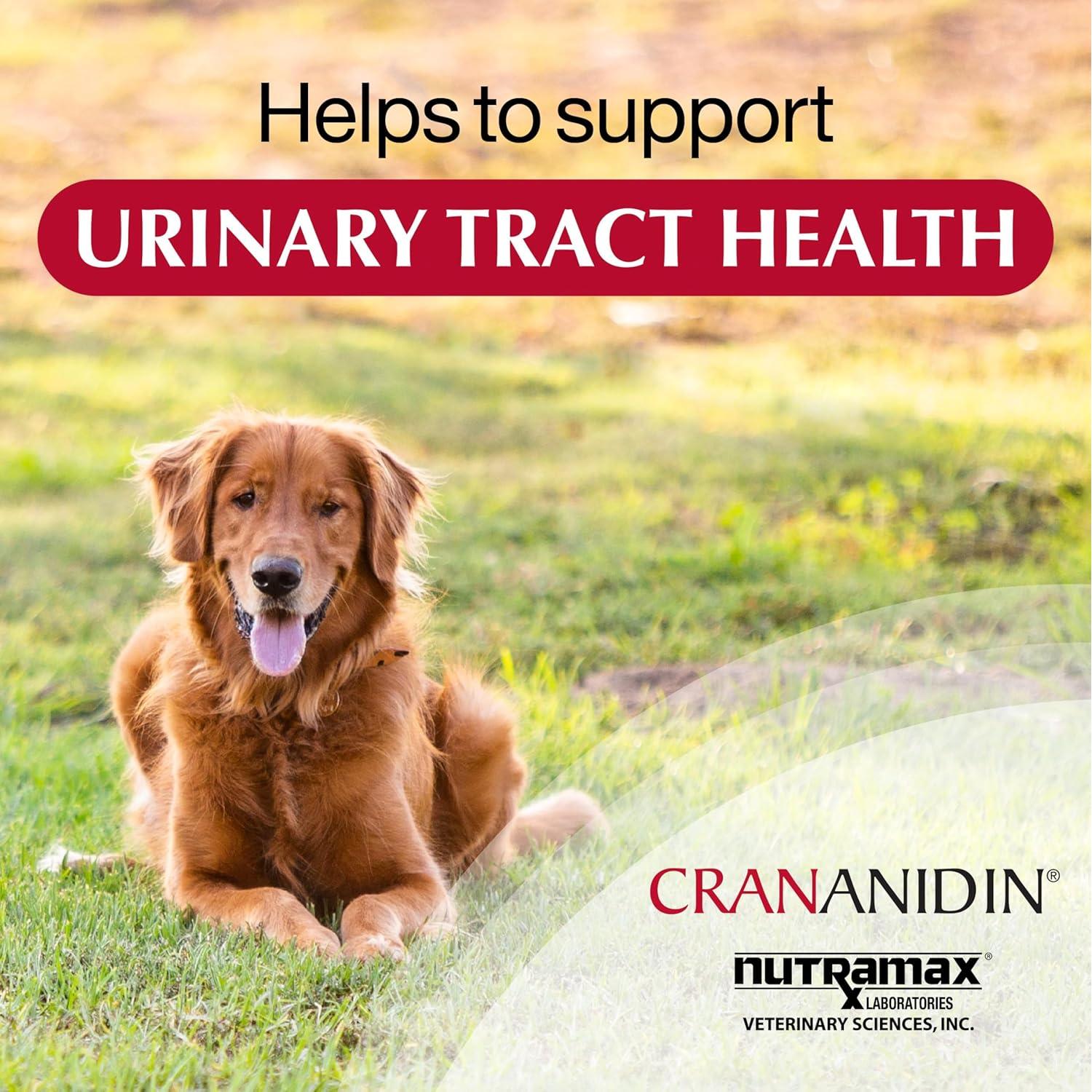 Suplemento Crananidin Nutramax para Tracto Urinario Perros 75 Tabletas