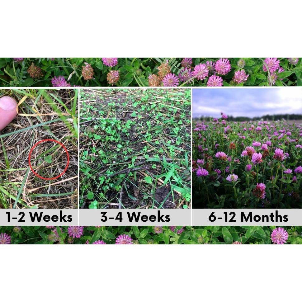 Kits de Semillas Flawn Trébol Rojo Mediano 125g Atrae Polinizadores