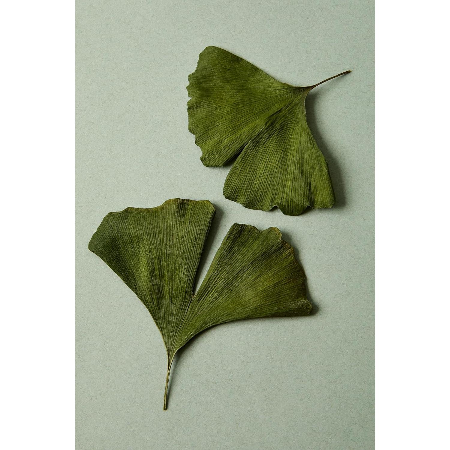 Cápsulas de Ginkgo Biloba Illuminate Labs 240 mg - Enfoque y Memoria