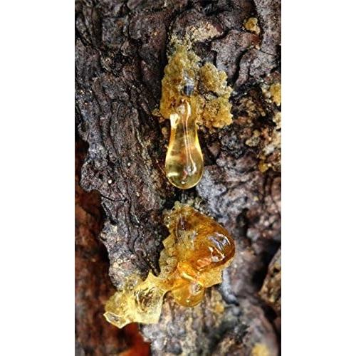 Elixir Siberiano de Vida 100ml - Propolis, Aceite de Cedro y Espino Marino