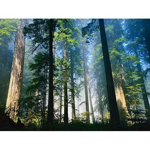 Elixir Siberiano de Vida 100ml - Propolis, Aceite de Cedro y Espino Marino