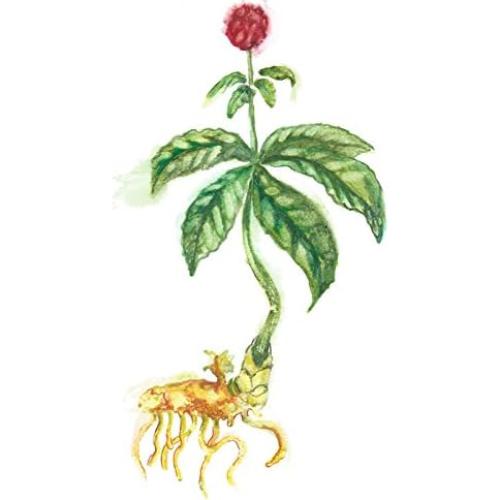 Extracto de raíz de sello de oro Maui Medicinal 30ml