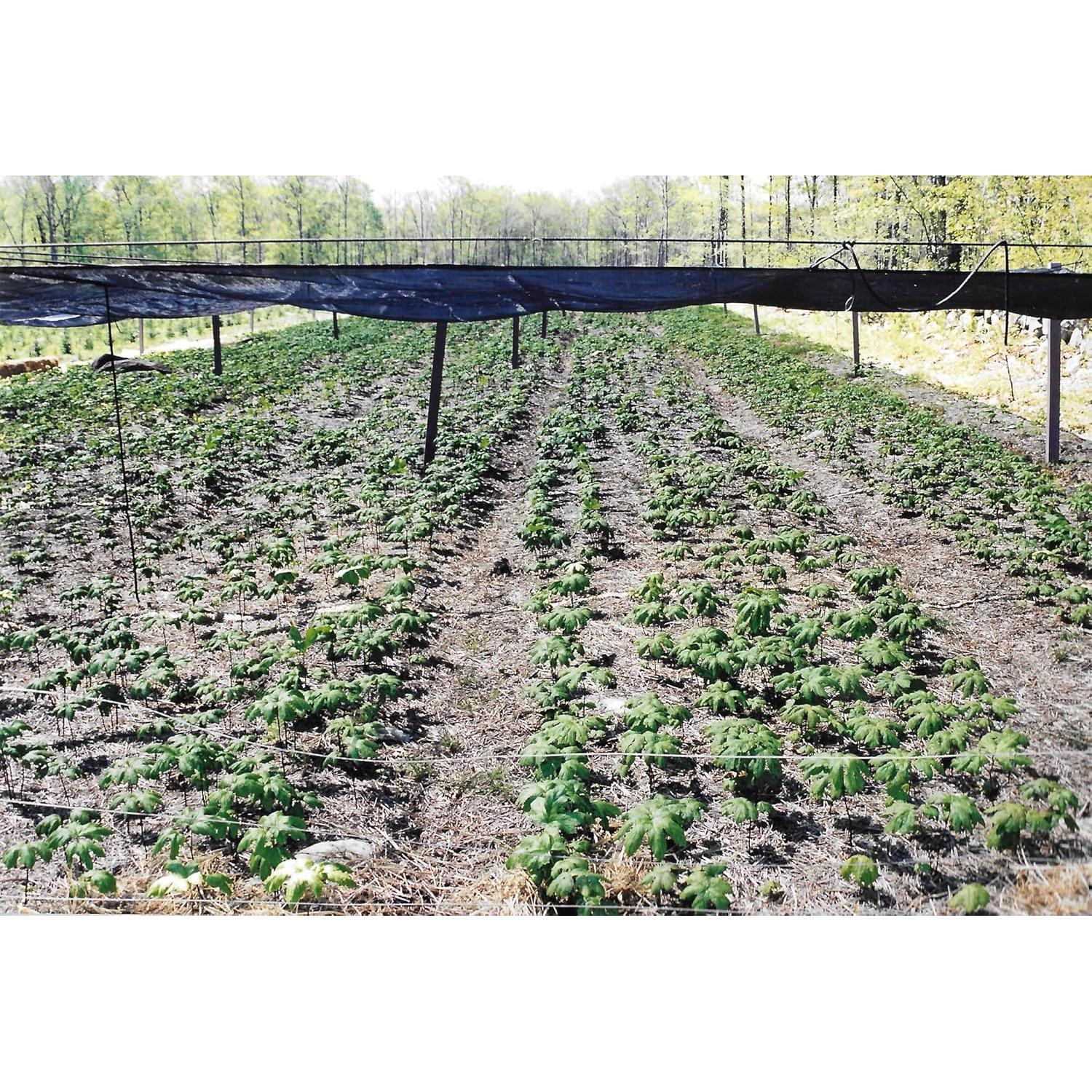 Extracto de raíz de sello de oro Maui Medicinal 30ml