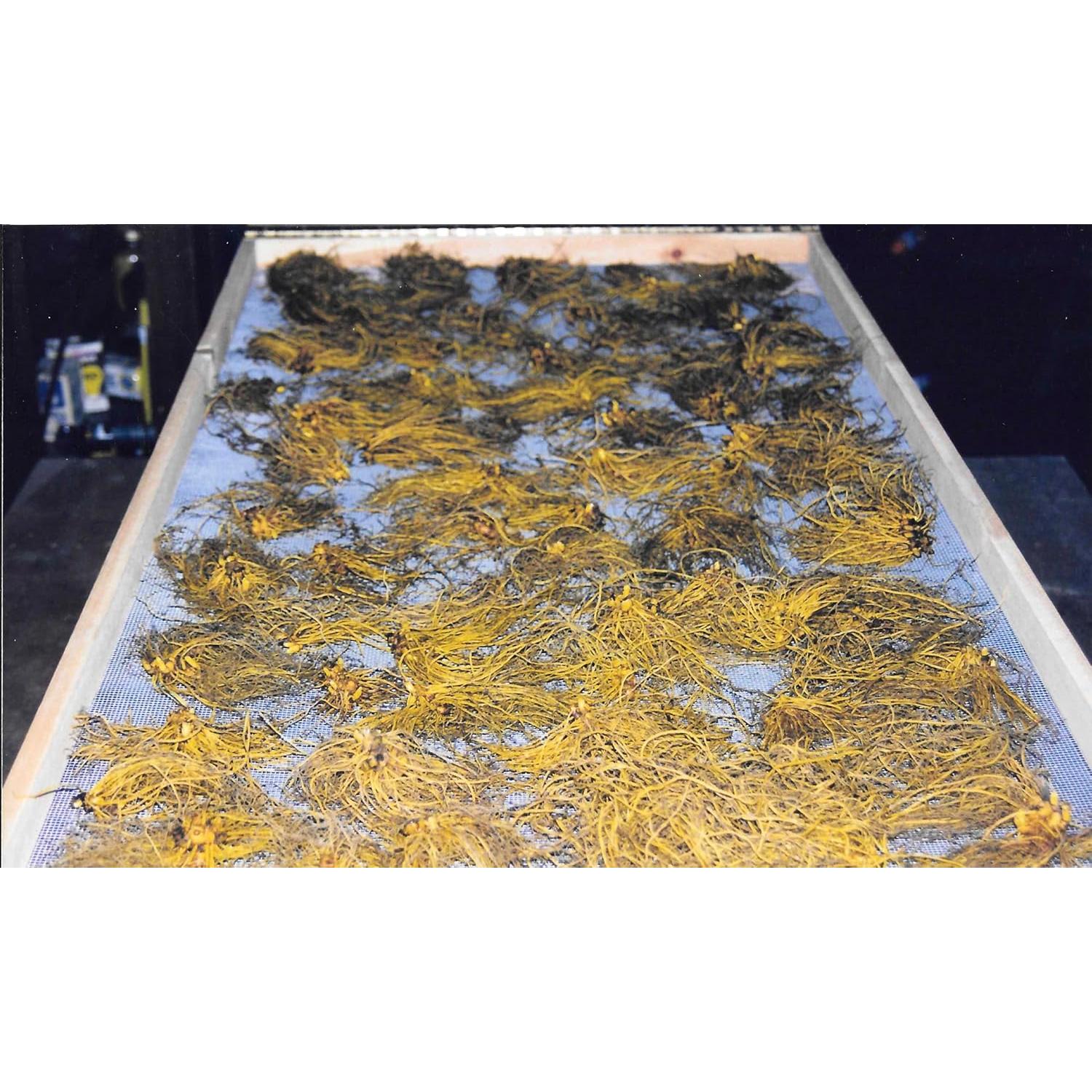 Extracto de raíz de sello de oro Maui Medicinal 30ml