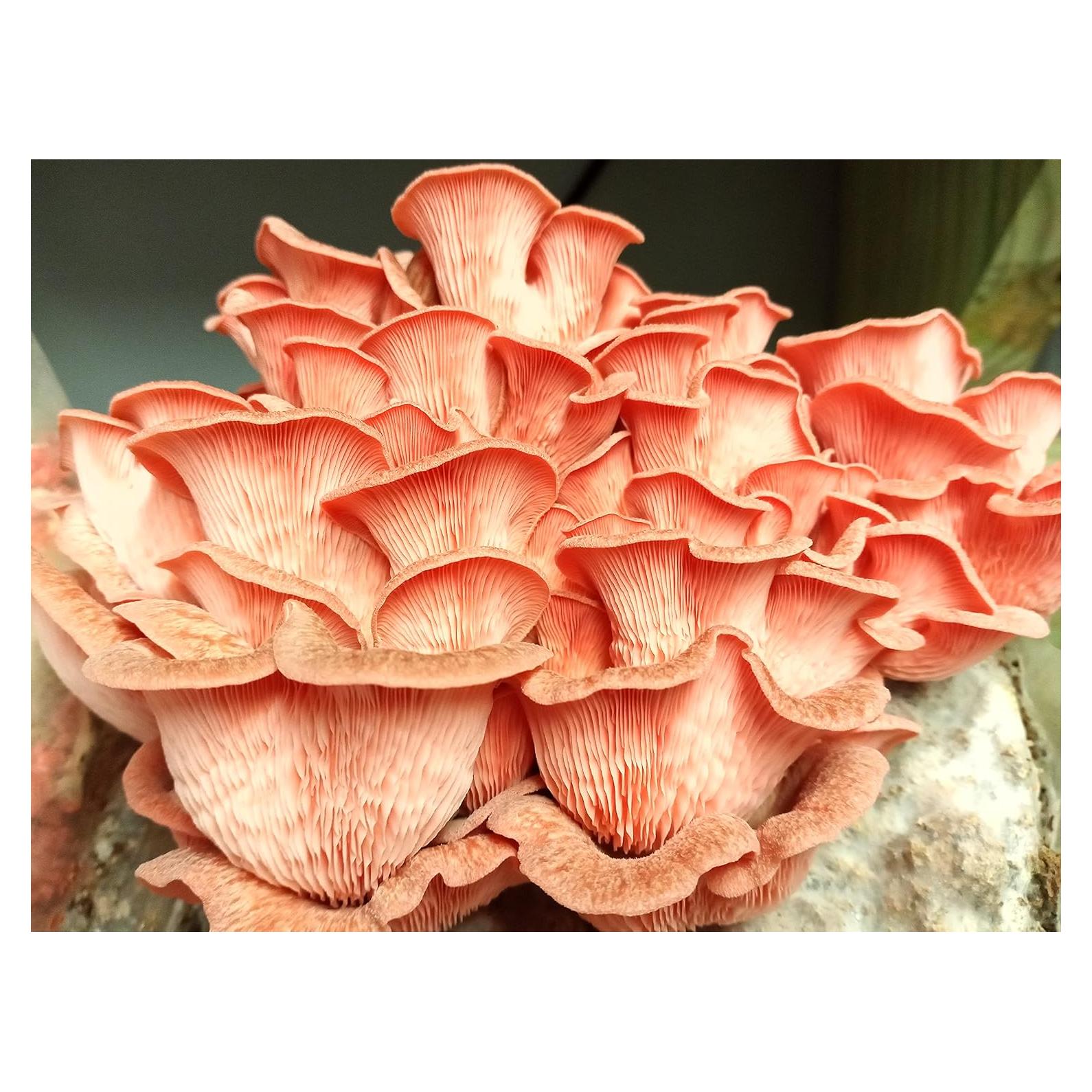 100 Tapones de Hongos Ostra Rosa Liquid Fungi para Cultivar