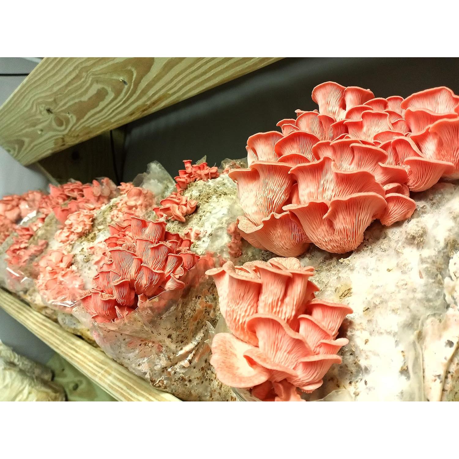 100 Tapones de Hongos Ostra Rosa Liquid Fungi para Cultivar