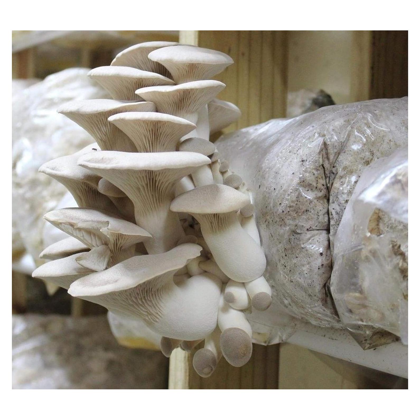 100 Clavos de Espora Champiñón Rey Ostra BetterFungi - Cultiva en Casa