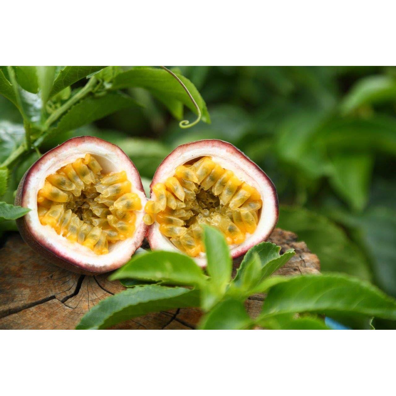 Fruta de la Pasión Seco Wholeberry 226.8 g Natural Sin Aditivos