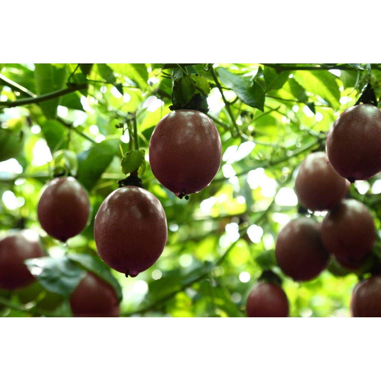 Fruta de la Pasión Seco Wholeberry 226.8 g Natural Sin Aditivos