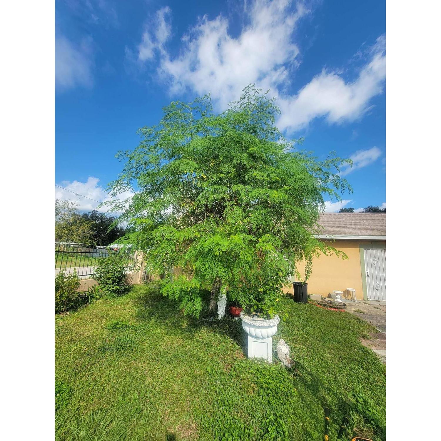 Planta de Moringa Viva Orgánica con Semillas - Genérico