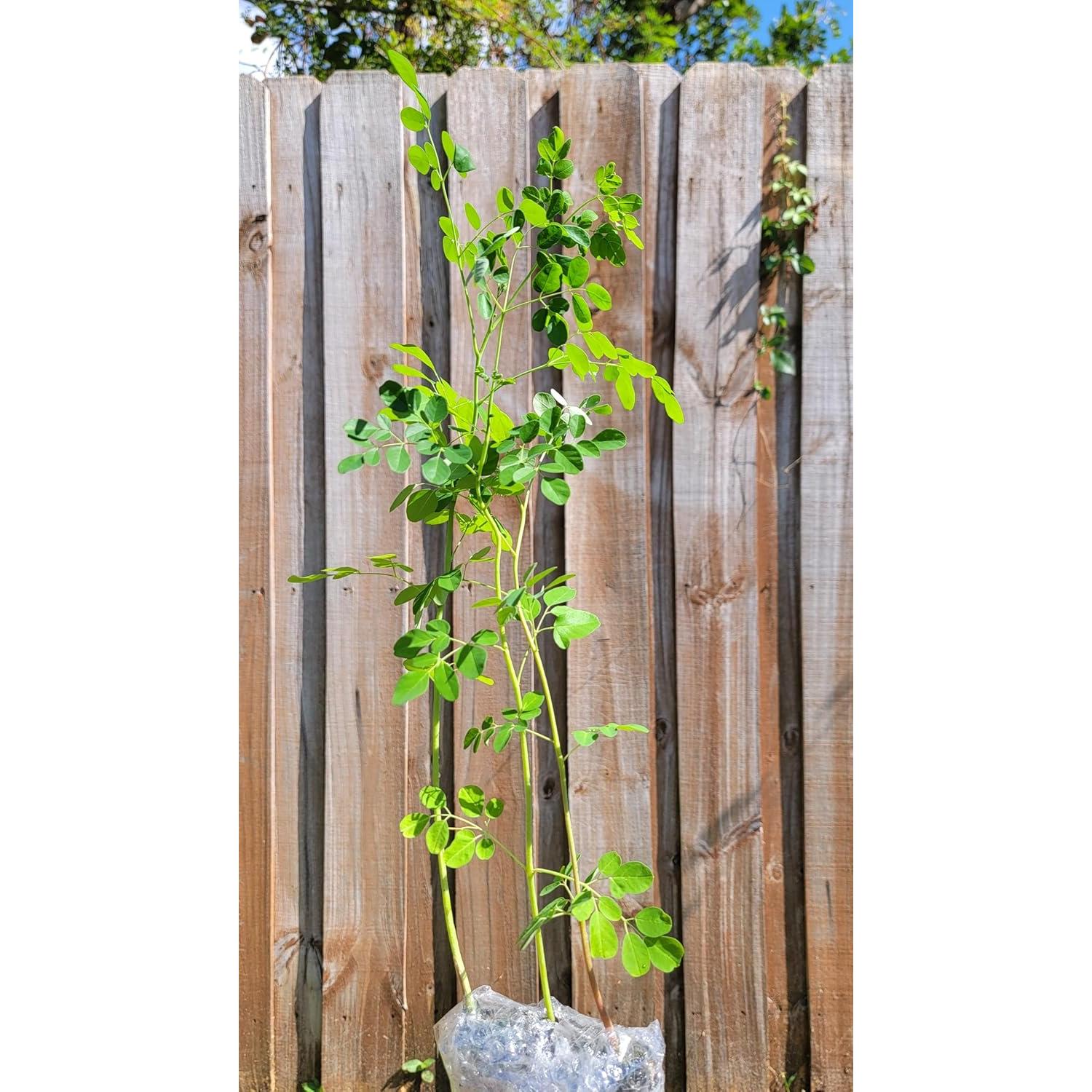 Planta de Moringa Viva Orgánica con Semillas - Genérico