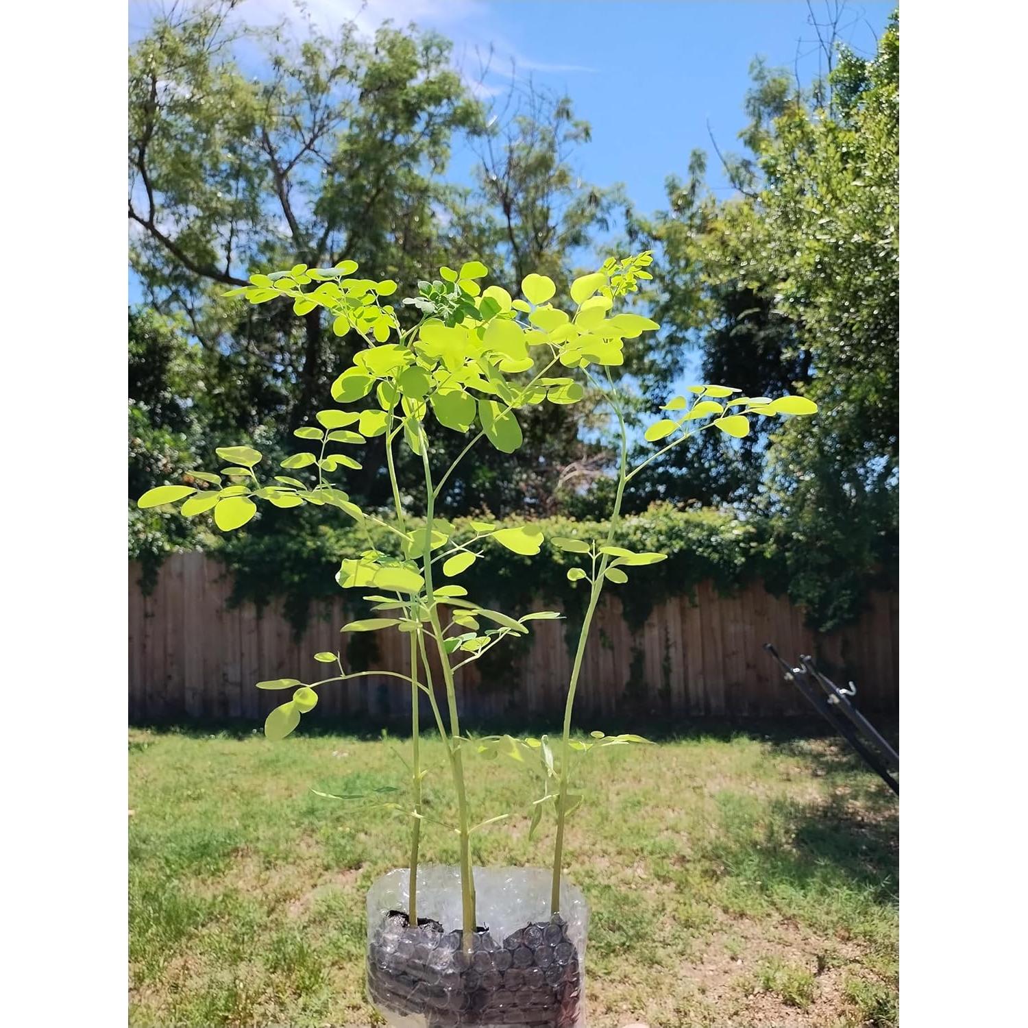 Planta de Moringa Viva Orgánica con Semillas - Genérico
