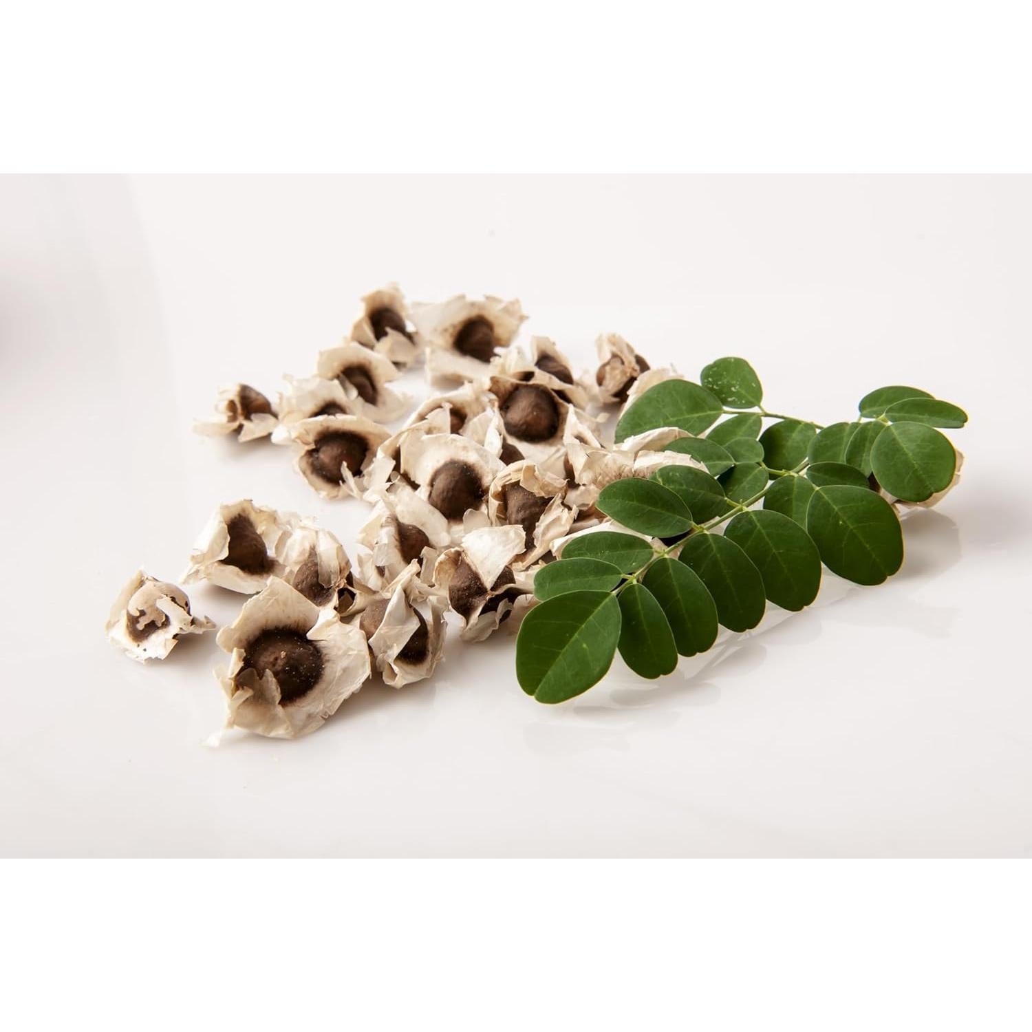 Planta de Moringa Viva Orgánica con Semillas - Genérico