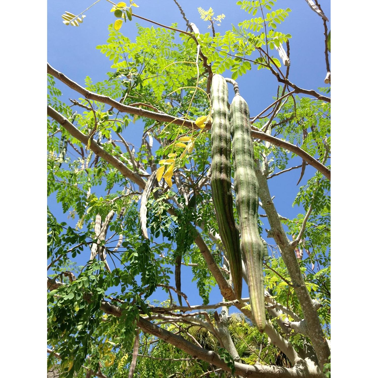 Planta de Moringa Viva Orgánica con Semillas - Genérico