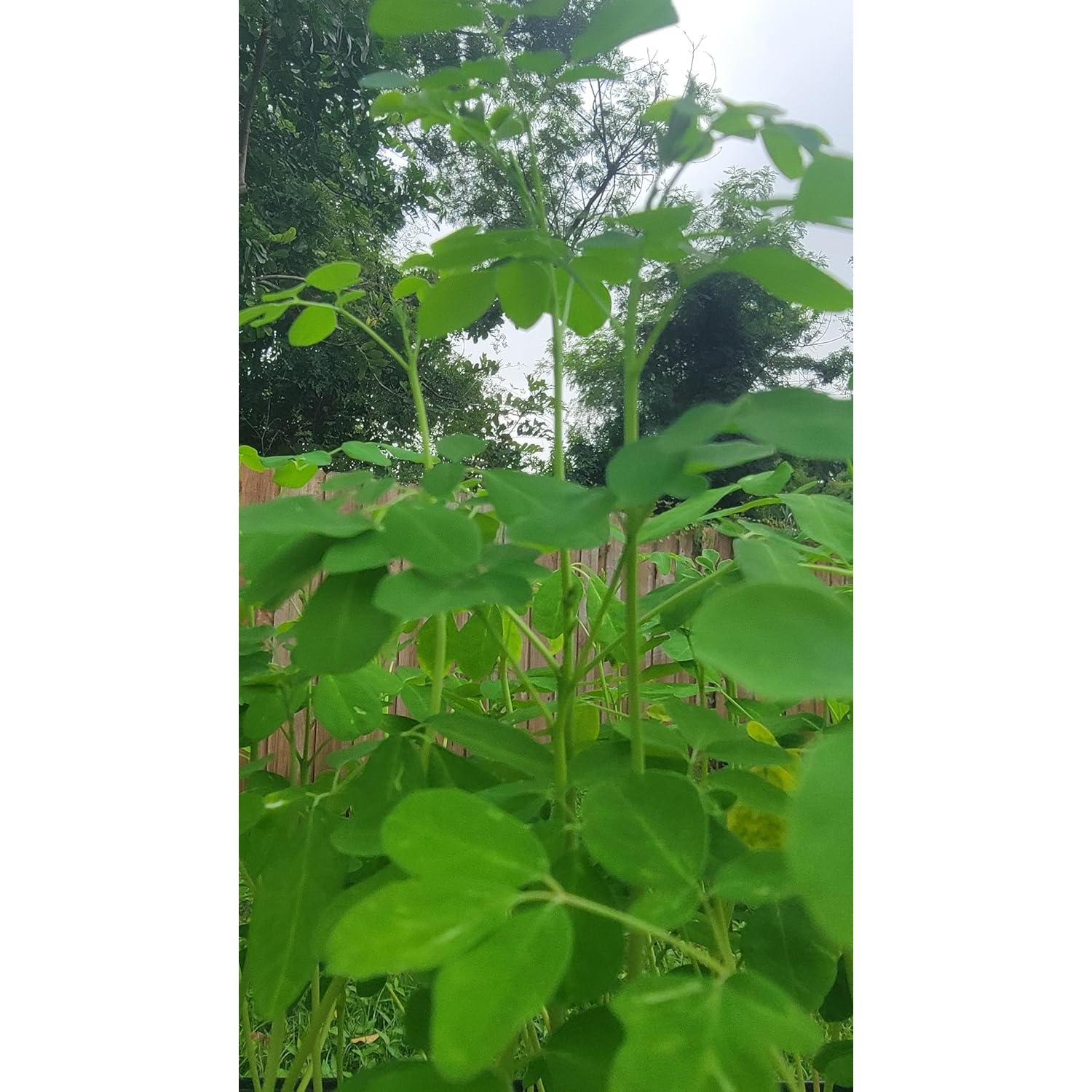 Planta de Moringa Viva Orgánica con Semillas - Genérico