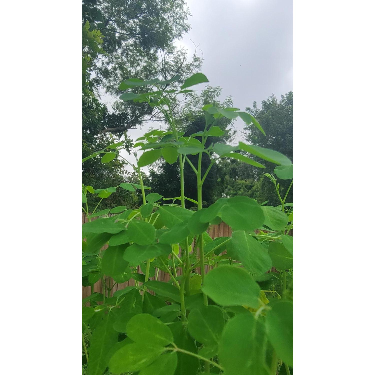 Planta de Moringa Viva Orgánica con Semillas - Genérico