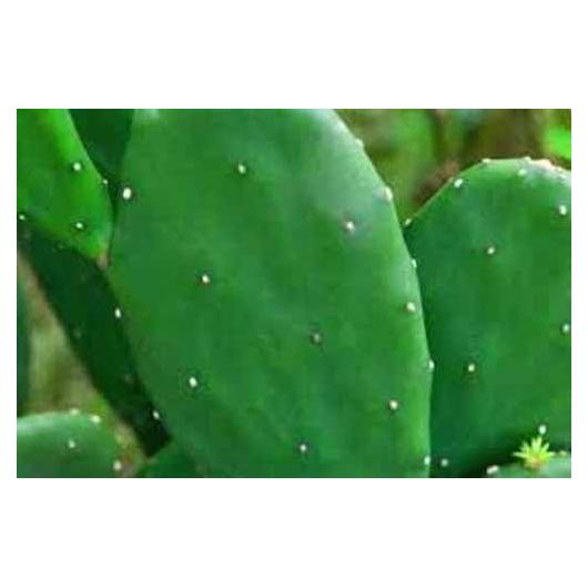 Nopal Pera Espinosa Orgánico Soluciones Artísticas 5-8 cm