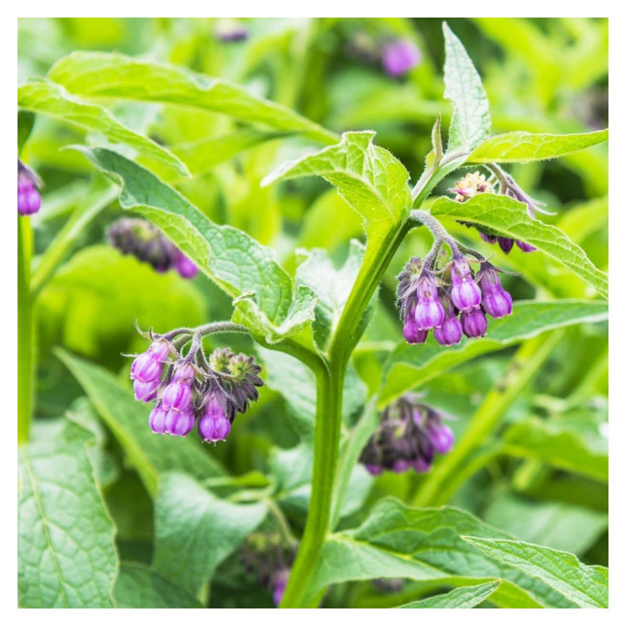 80+ Seed Symphytum Officinale Comfrey Herb Plant Seeds for Planting Heirloom Non-GMO Herb in Your Home Garden