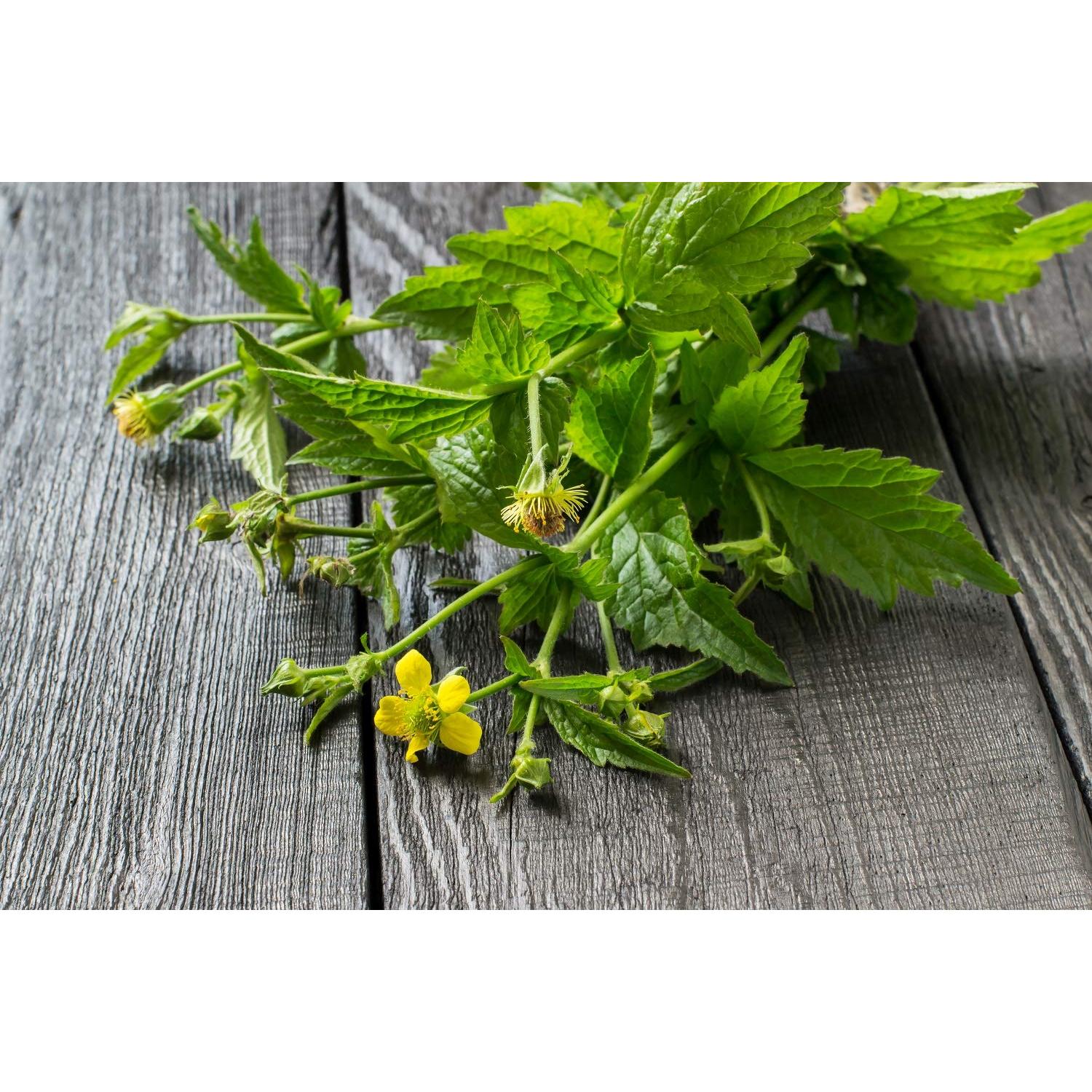 Té Herbal Rizoma de Avens de Madera Health Embassy 100g