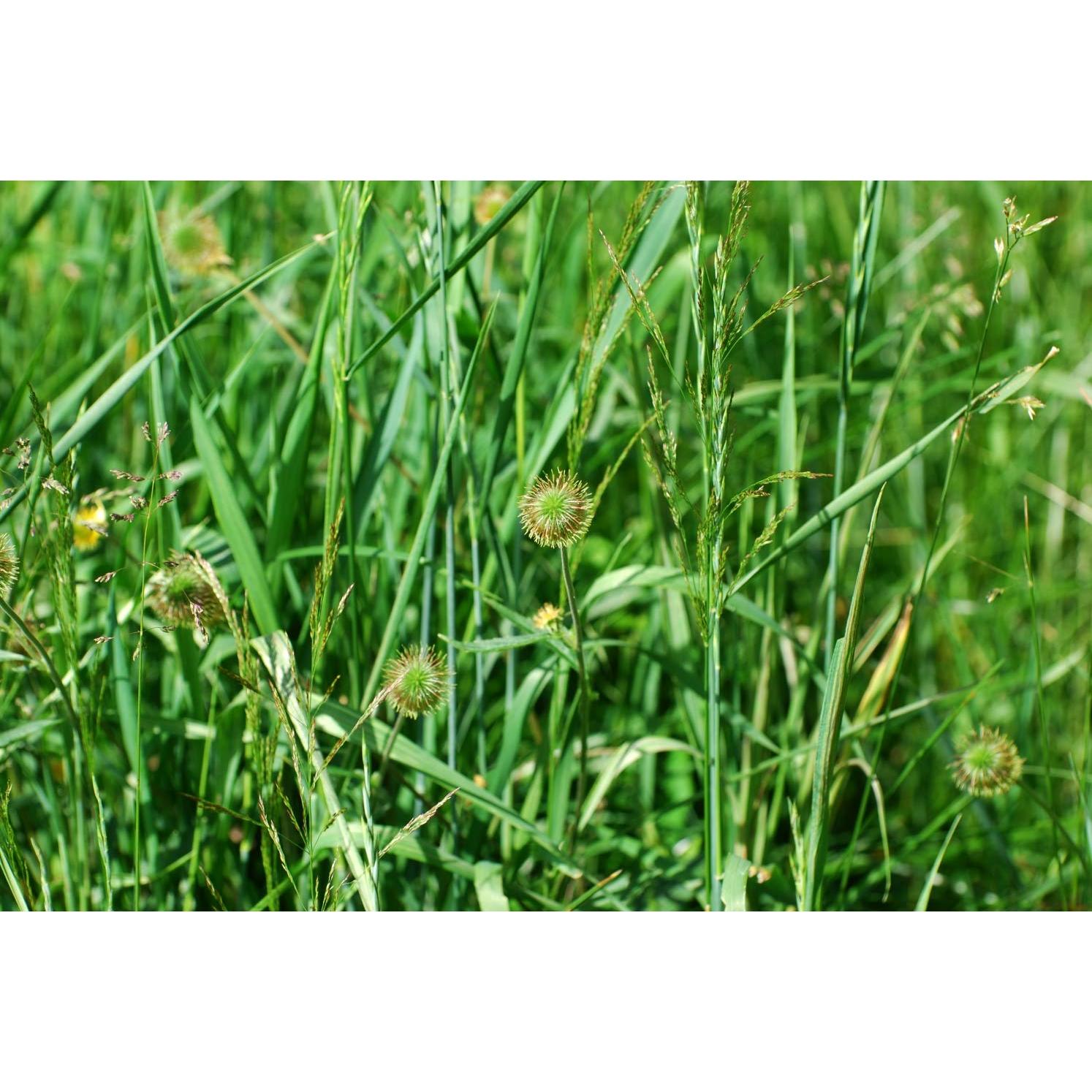 Té Herbal Rizoma de Avens de Madera Health Embassy 100g