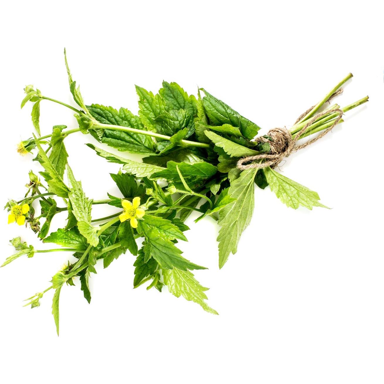 Té Herbal Rizoma de Avens de Madera Health Embassy 100g