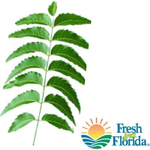 Hojas de Neem Frescas 200 Unidades | 100% Natural, Sin Pesticidas