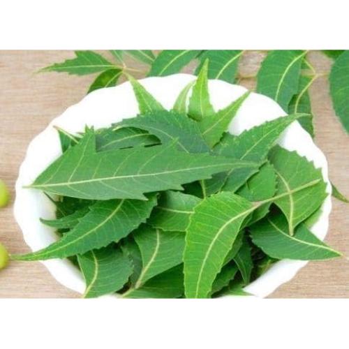Hojas de Neem Frescas 200 Unidades | 100% Natural, Sin Pesticidas