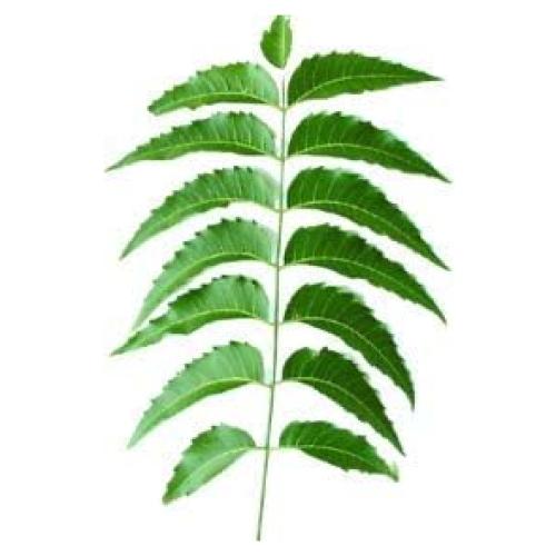 Hojas de Neem Frescas Azadirachta Indica 80 Unidades