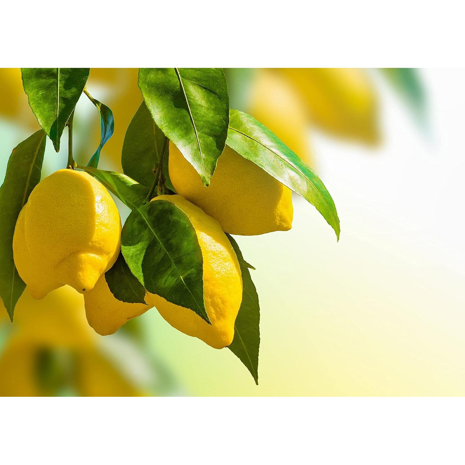 Polvo de Limón Orgánico Food to Live 0.45 kg - Sin Sulfitos