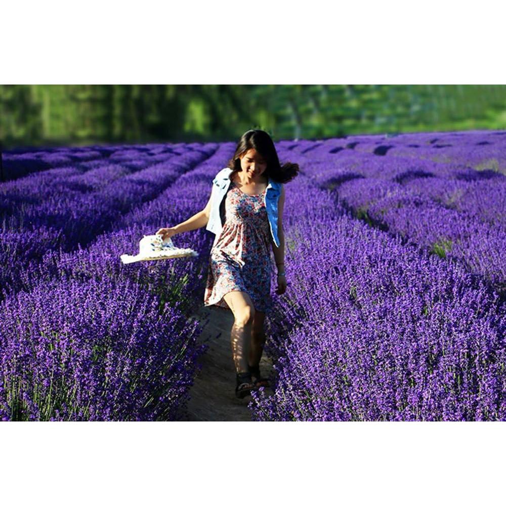 Capullos de Lavanda Secos Naturales TooGet - 226g