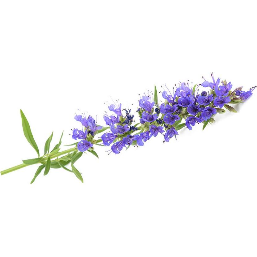 Hierba de Hisopo Seca Orgánica Biokoma 50g - Té Natural Sin Aditivos