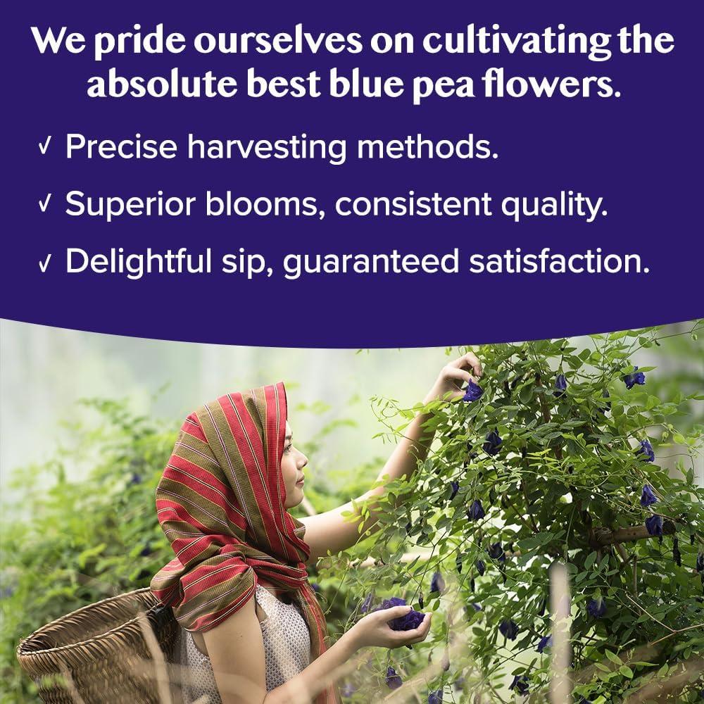 Té Herbal VAHDAM Flor de Guisante Mariposa 15 Bolsitas