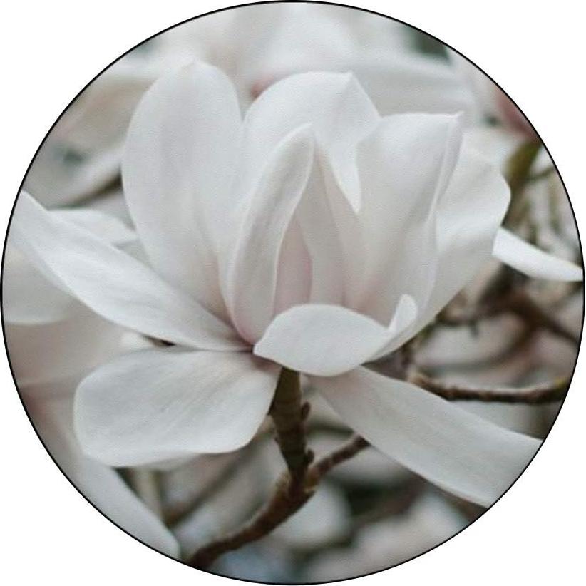 PopSockets PopGrip Floral Magnolia Intercambiable para Móvil