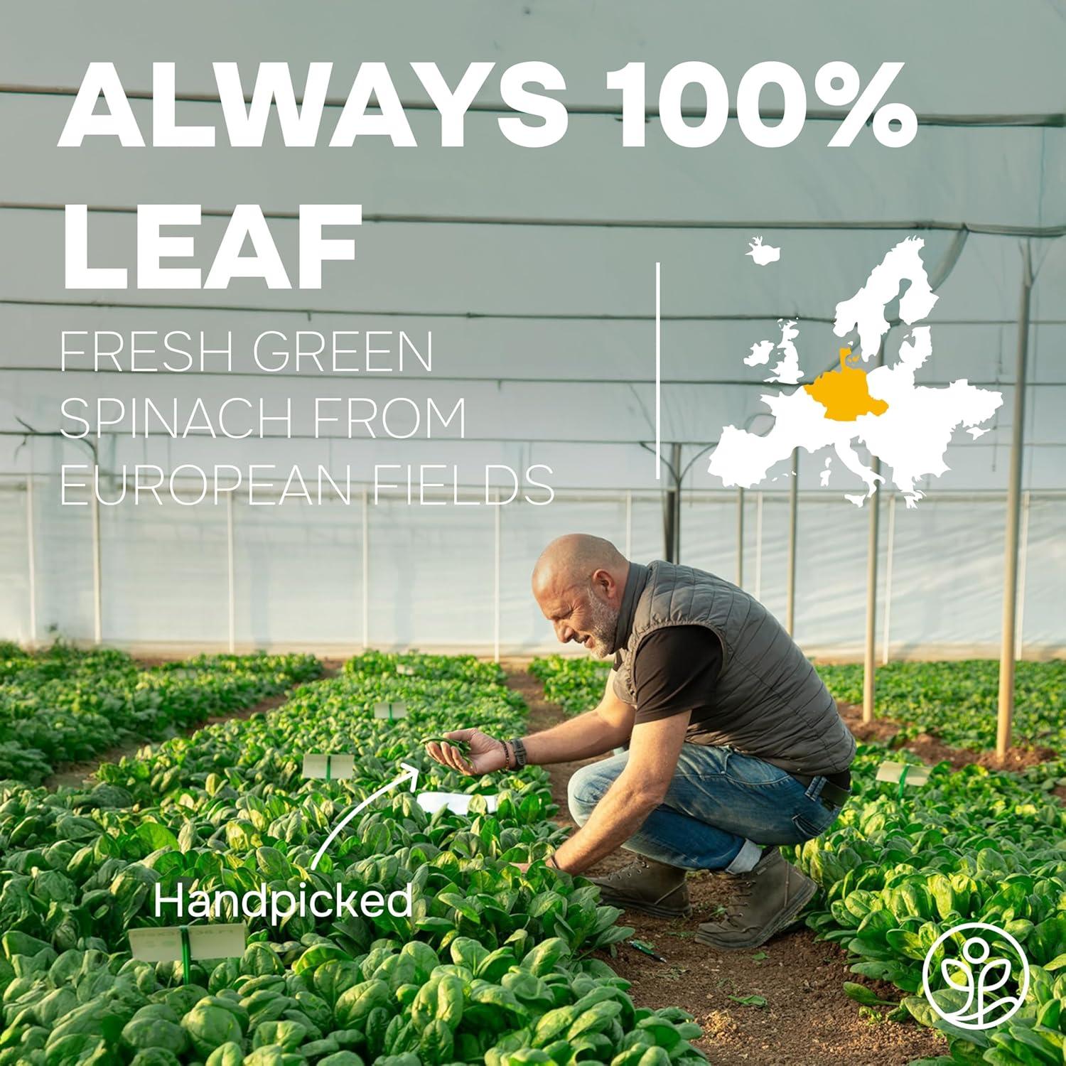 Polvo Orgánico de Arándano Silvestre y Espinaca Jungle Powders 283g