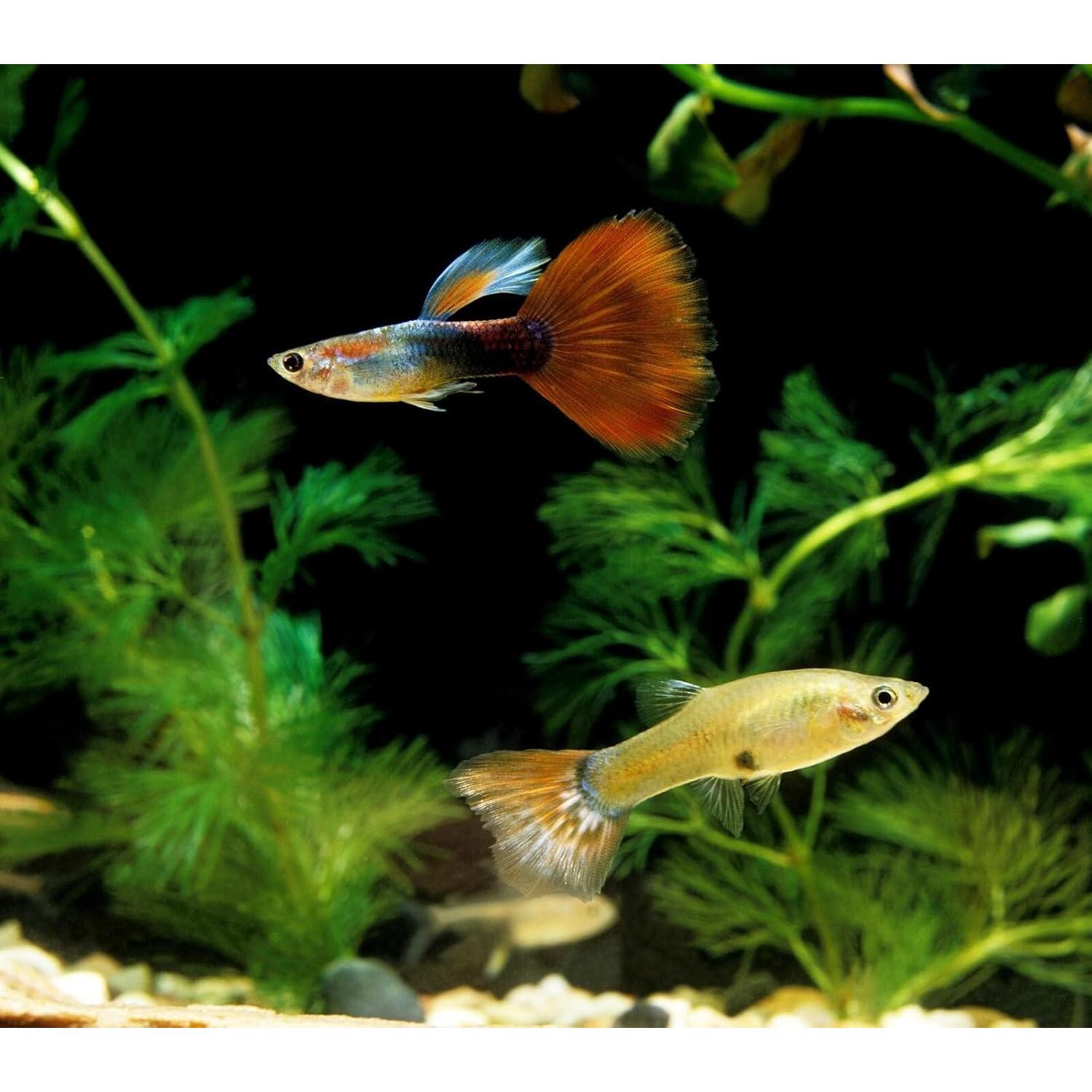 Gránulos Hundidores Aquatic Foods 1.5 kg para Guppies y Ciclidos